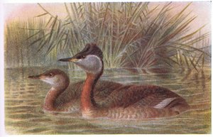 Roodhalsfuut